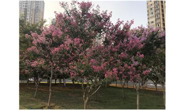 夏秋季節(jié)，錫城首次驚現(xiàn)紫薇花開美景